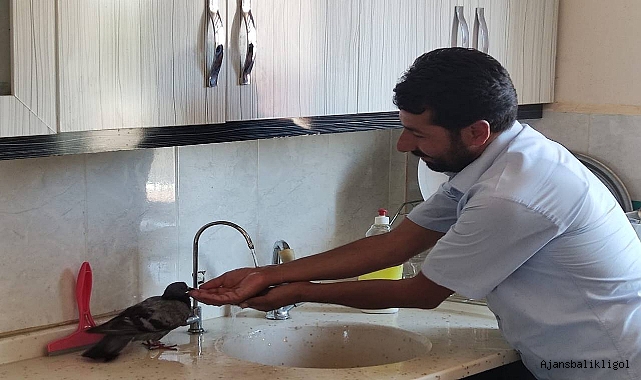 Sıcaktan bunalan güvercin müftülük binasına sığındı