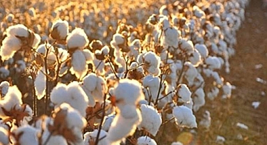 Ticaret Borsası pamuk fiyatlarını açıkladı! 