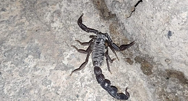 Urfa'da akrepler vatandaşları tedirgin ediyor 