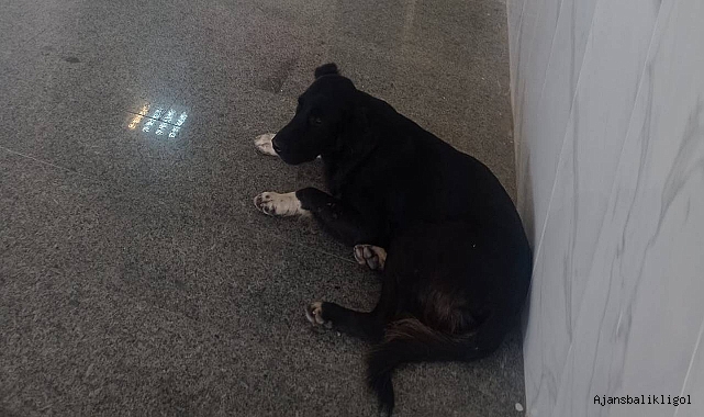 Urfa'da başıboş köpekler hastanelere girmeye başladı