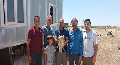 Urfa’da bitkin halde bulunan Yılan Kartalı koruma altına alındı