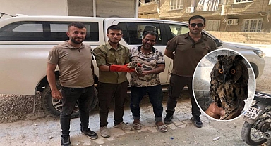 Urfa’da Kulaklı Orman Baykuşu yaralı halde bulundu 