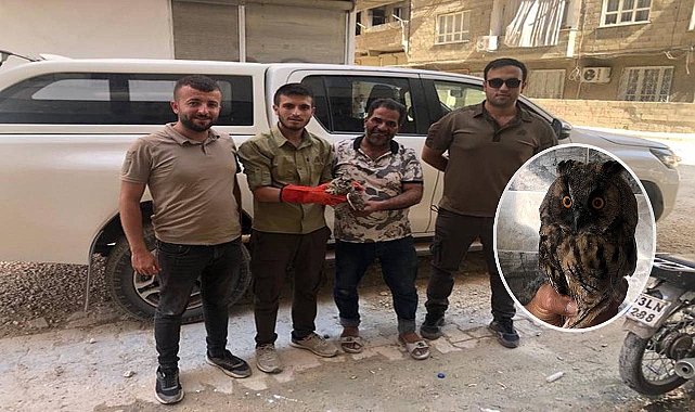 Urfa’da Kulaklı Orman Baykuşu yaralı halde bulundu 