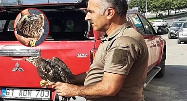Urfa'da sıcak hava yaban hayvanlarını da vurdu
