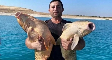 Urfa'da yakalanan dev sazan balıkları şaşırttı
