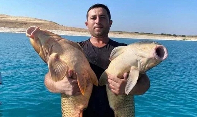 Urfa'da yakalanan dev sazan balıkları şaşırttı