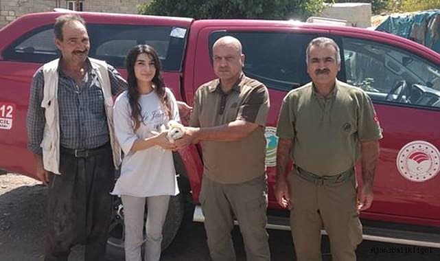 Urfa’da yaralı halde bulunan Peçeli Baykuş, koruma altına alındı