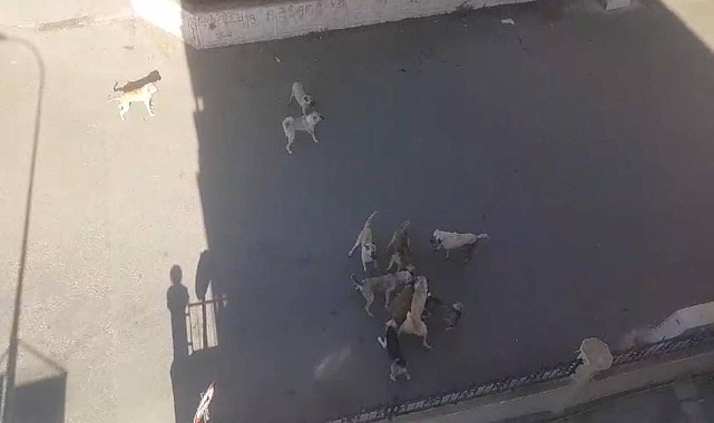 Viranşehir'de dehşet  verici görüntüler! Parçaladılar