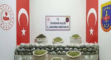 1 milyon 260 bin kök skunk ele geçirildi