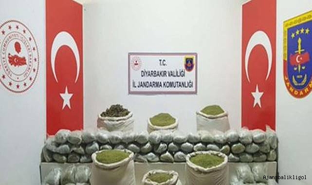 1 milyon 260 bin kök skunk ele geçirildi