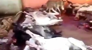 Adana'da skandal olay! 12 kesilmiş eşek ele geçirildi