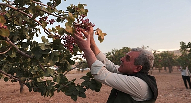 Başkan Beyazgül: Dünya’da fıstığın merkezi Şanlıurfa’dır