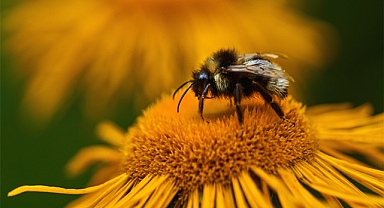 Çiçekli bitkilerde tozlaştırıcı türler korunacak