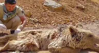 Dağdan kopan kaya parçalarıyla yaralanan ayı koruma altına alındı