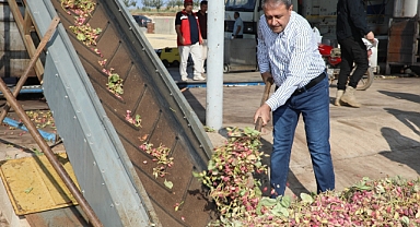 Fıstığın başkenti Şanlıurfa'da hasat heyecanı