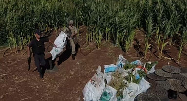 Hilvan'da mısır tarlasına gizlenmiş çuvallar içinde ele geçirildi! 