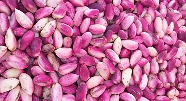 Keten Köyneği Fıstığı nedir?