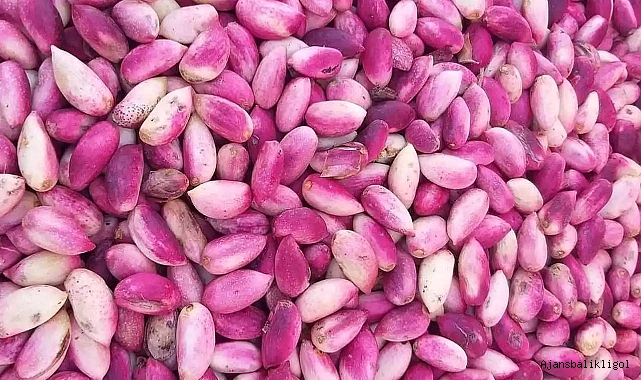 Keten Köyneği Fıstığı nedir?