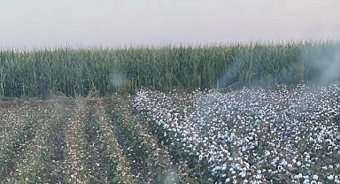 Pamuk biçme ücretleri belli oldu mu?