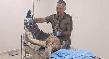 Şanlıurfa'da dev kuş görüldü! DKMP teslim aldı