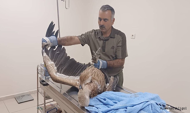 Şanlıurfa'da dev kuş görüldü! DKMP teslim aldı