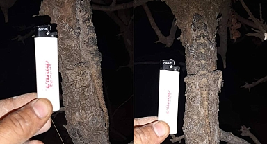 Şanlıurfa’da Dikenli Keler (Laudakia stellio) görüntülendi