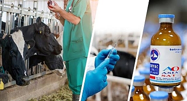 Şap hastalığına karşı sonbahar dönemi aşılama kampanyası başladı