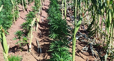 Tarlasına kenevir eken şahıs hakkında yeni gelişme!