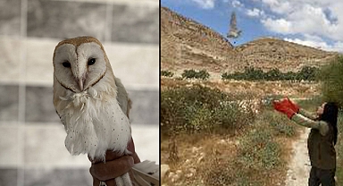Urfa’da bitkin halde bulunan Peçeli Baykuş, doğaya salındı