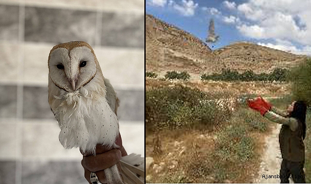 Urfa’da bitkin halde bulunan Peçeli Baykuş, doğaya salındı