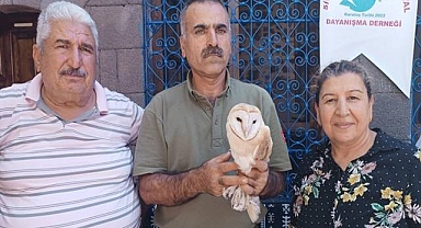 Urfa’da bitkin halde Peçeli Baykuş bulundu