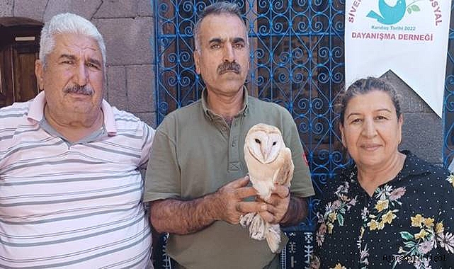 Urfa’da bitkin halde Peçeli Baykuş bulundu