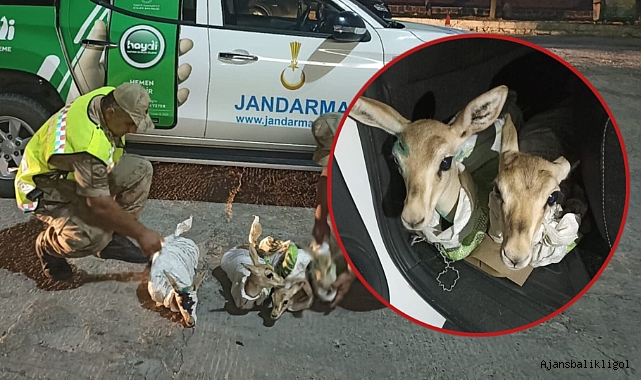 Urfa'da çuvala sarılı halde 4 yaralı ceylan ele geçirildi