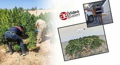 Urfa’da JASAT ekipleri tarafından bahçesine kenevir eken kadın yakalandı