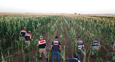 Urfa'da mısır tarlasında kenevir yetiştiren şahıs yakalandı