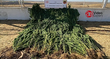 Urfa’da tarlasına kenevir eken şahıs JASAT ekipleri tarafından yakalandı