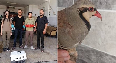 Urfa’da yaralı halde bulunan kınalı keklik koruma altına alındı