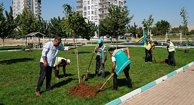 Yemyeşil bir Haliliye için ağaçlandırma çalışmaları sürüyor 