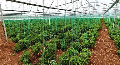 Eyyübiye Sera Kent tropikal meyvede başarıya ulaştı