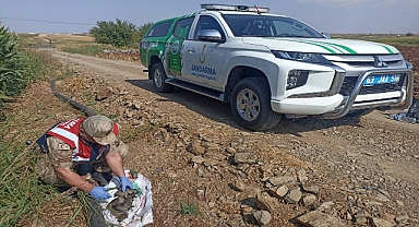 Hilvan’da jandarma ekipleri tarafından araziye atılmış vaziyette bulundu