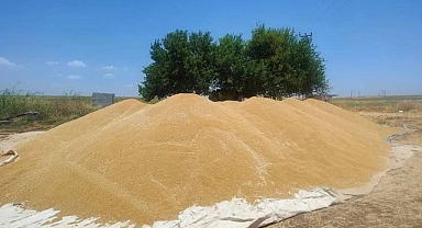 Hububat ve bakliyatta son durum! Buğday kaç TL’den satıldı?