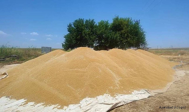 Hububat ve bakliyatta son durum! Buğday kaç TL’den satıldı?