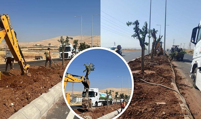 Köprülü kavşağın yapılacağı alandaki ağaçlar transfer edildi