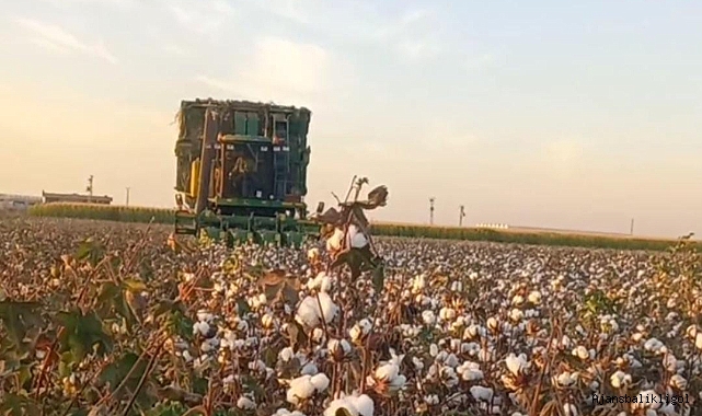 Kütlü pamuk fiyatı hala çok düşük! İşte yeni fiyat