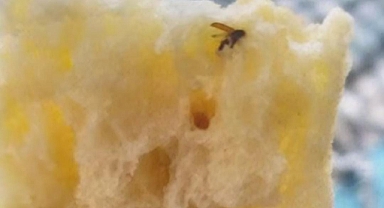 Siverek'te ekmekten çıkan sinek şok etti