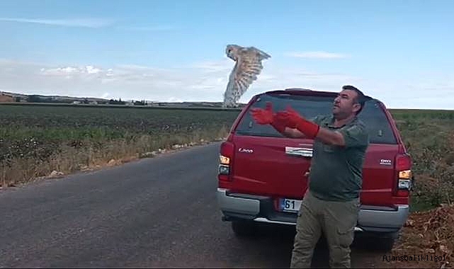 Urfa’da 2 Peçeli Baykuş doğal yaşam alanına bırakıldı