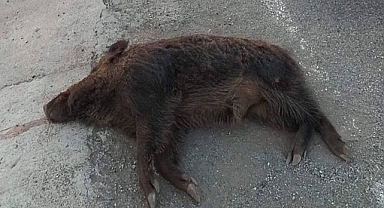 Urfa’da aracın çarptığı yaban domuzu telef oldu! 