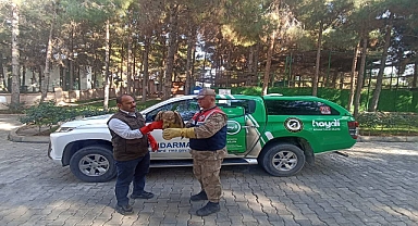 Urfa’da jandarma tarafından yaralı Kızıl Şahin bulundu