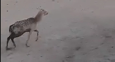 Urfa'da nesli tükenmekte olan Alageyik görüldü