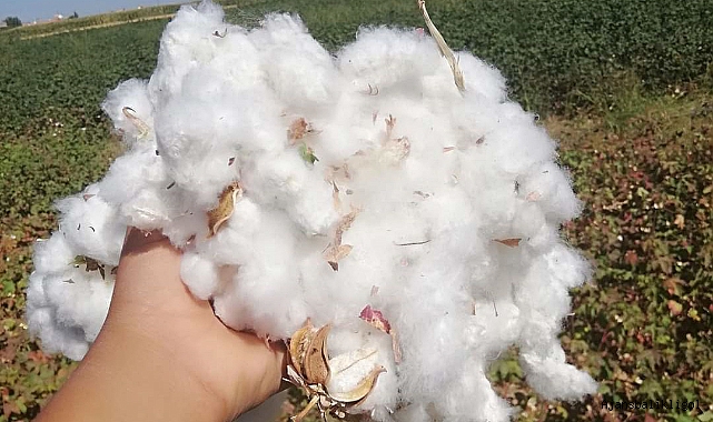 Urfa'da pamuk yok pahasına gidiyor! İşte yeni fiyat